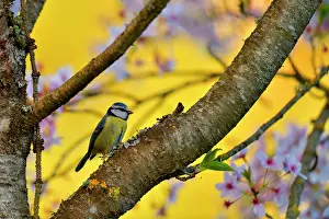 Titmouse: Blue tit (Parus caeruleus) on a cherry branch, Burgundy