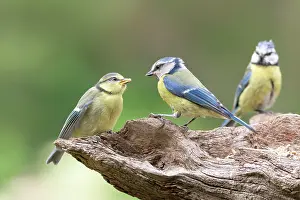Caeruleus: Blue tit (Parus caeruleus) (Cyanistes caeruleus)