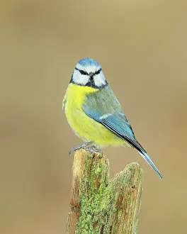 Caeruleus: Blue tit (Parus caeruleus), direct view, perched