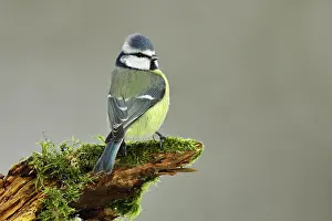 Dorsal: Blue tit (Parus caeruleus), dorsal view, sitting