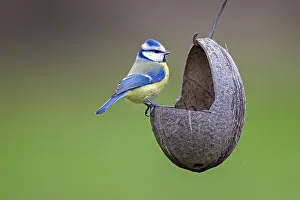 Station: Blue tit (Parus caeruleus) eating fat, nuts and