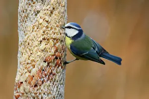 Birdseed: Blue tit (Parus caeruleus) at a feeding bag, winter