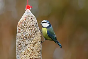 Birdseed: Blue tit (Parus caeruleus) at a feeding bag, winter