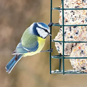 Station: Blue tit (Parus caeruleus), at feeding site, Tyrol