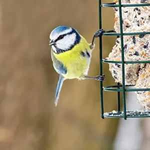 Station: Blue tit (Parus caeruleus), at feeding site, Tyrol