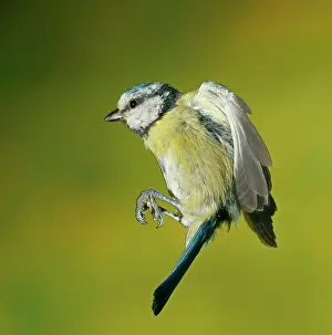 Caeruleus: Blue Tit (Parus caeruleus) in flight, Hesse, Germany