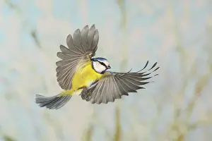 Speed: Blue tit (Parus caeruleus), in flight, high speed