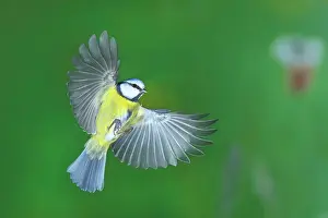 230122: Blue tit (Parus caeruleus) in flight, Siegerland