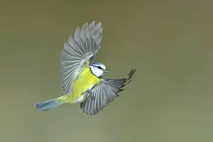 Caeruleus: Blue tit (Parus caeruleus) in flight, Siegerland