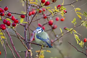 Paridae: Blue tit (Parus caeruleus) Germany