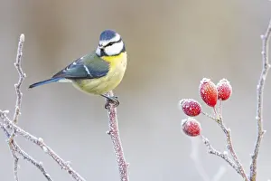 Paridae: Blue tit (Parus caeruleus) Germany