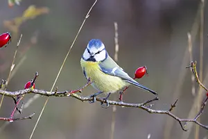 Paridae: Blue tit (Parus caeruleus) Germany