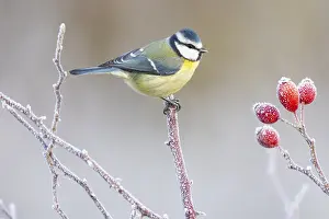 Paridae: Blue tit (Parus caeruleus) Germany