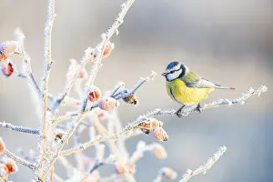 Paridae: Blue tit (Parus caeruleus) Germany