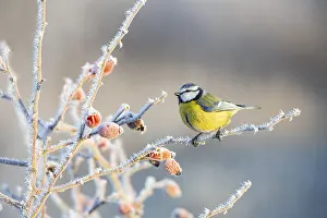 Paridae: Blue tit (Parus caeruleus) Germany