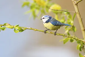 Paridae: Blue tit (Parus caeruleus) Germany