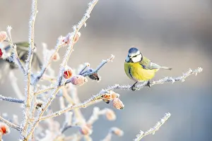 Paridae: Blue tit (Parus caeruleus) Germany