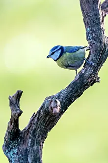 Gnarled: Blue tit (Parus caeruleus) on gnarled branch, Rhineland-Pala