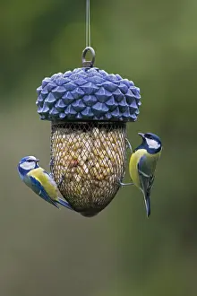 Station: Blue tit (Parus caeruleus) and great tit (Parus