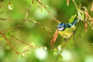 Titmouse: Blue tit (Parus caeruleus) on a hazel branch, Burgundy