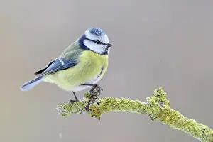 Caeruleus: Blue tit (Parus caeruleus) Lower Saxony, Germany