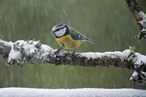 Nurse: Blue tit (Parus caeruleus) perched on branch during