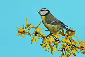 Forsythia: Blue tit (Parus caeruleus) sits on a branch of a
