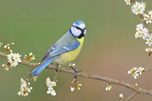 Blackthorn: Blue tit (Parus caeruleus), sitting on blackthorn
