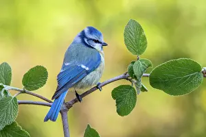 Schwaz: Blue tit (Parus caeruleus), sitting on a branch