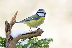 Terfens: Blue tit (Parus caeruleus), sitting on a branch