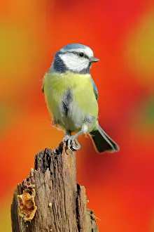 Deadwood: Blue tit (Parus caeruleus) sitting from dead wood