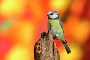 Deadwood: Blue tit (Parus caeruleus) sitting from dead wood