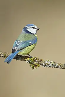 Caeruleus: Blue Tit (Parus caeruleus), sitting on moss-covered