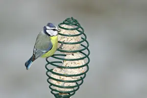 Titmouse: Blue tit (Parus caeruleus) at titmouse dumpling
