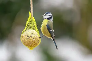 Titmouse: Blue Tit (Parus caeruleus) at titmouse dumpling