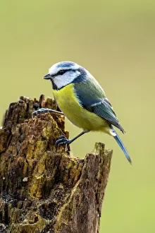 Eifel: Blue tit (Parus caeruleus), Volcanic Eifel, Rhineland-Palati