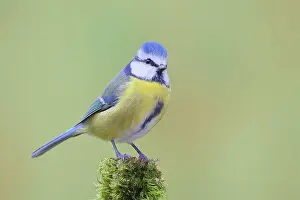 Caeruleus: Blue tit (Parus caeruleus), wildlife, sitting on