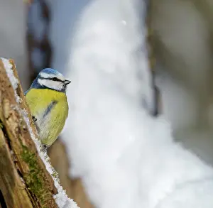 Caeruleus: Blue Tit (Parus caeruleus) in winter, Hesse, Germany