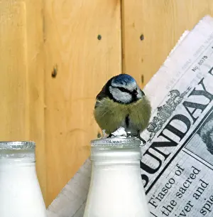 Newspaper: BLUE TIT - Pecking at milk bottle to drink milk