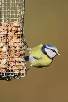 Peanuts: Blue Tit - perched on bird feeder