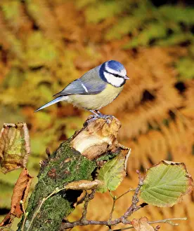 Mark Walker: Blue Tit - perched on broken stump
