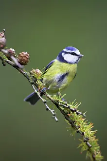 Caeruleus: Blue Tit - perched on conifer branch