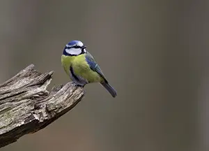 Fallen: Blue Tit - perched on fallen branch in woodland - Spring
