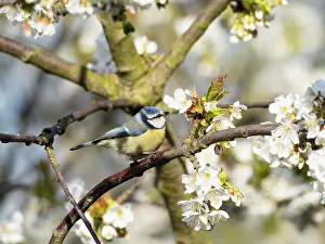 Cherries: Blue Tit - perched in flowering Cherry tree, Hessen