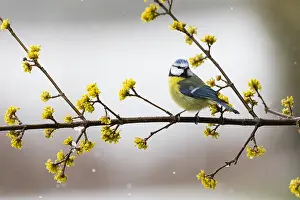 Cornelian: Blue Tit - perched on flowering Cornelian Cherry