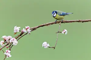 Viburnum: Blue Tit - perched on flowering Viburnum bush - in garden