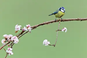 Viburnum: Blue Tit - perched on flowering Viburnum bush - in garden