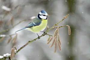 Hazelnut: Blue Tit - perched on hazelnut branch in winter snow