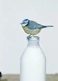 Stealing: Blue TIT- perched on top of milk bottle