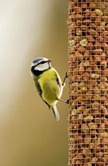 Peanuts: Blue Tit - perched on peanut feeder